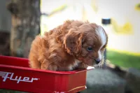 Kyle 🐾, a male Cavapoo for sale in Fresno, OH – 7 of 10