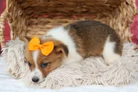 Audrey🦴, a female Pembroke Welsh Corgi for sale in Fresno, OH – 4 of 8