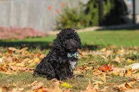 Ringo 🐶, a male Poodle - Miniature  for sale in Fresno, OH – 6 of 7