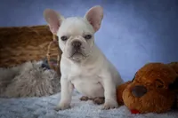 Tulip✨(two blue eyes), a female French Bulldog for sale in Fresno, OH – 4 of 9