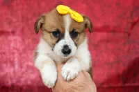 Ariel 🥰, a female Pembroke Welsh Corgi for sale in Fresno, OH – 8 of 10