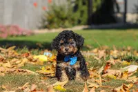 Rambo🐾, a male Poodle - Miniature  for sale in Fresno, OH – 5 of 7