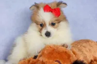 Eric🐾, a male Pomeranian for sale in Fresno, OH – 5 of 10