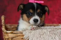 Annabelle🎀, a female Pembroke Welsh Corgi for sale in Fresno, OH – 2 of 9
