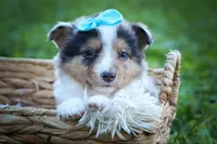 Graham🐾, a male Miniature Aussiedoodle for sale in Fresno, OH – 2 of 9
