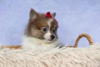 Everest🐾, a male Pomeranian for sale in Fresno, OH – 9 of 9