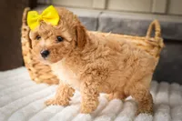 Jimbo🦴  , a male Poodle - Miniature  for sale in Fresno, OH – 6 of 10