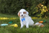 Iggy Bear🐶, a male Cavapoo for sale in Fresno, OH – 1 of 6