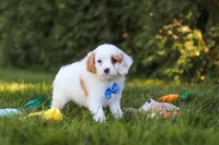 Iggy Bear🐶, a male Cavapoo for sale in Fresno, OH – 2 of 6