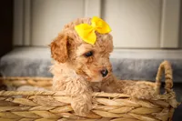 Jimbo🦴  , a male Poodle - Miniature  for sale in Fresno, OH – 5 of 10