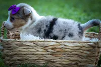 Gloria💗, a female Miniature Aussiedoodle for sale in Fresno, OH – 8 of 10
