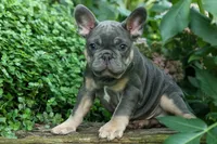  Mateo🐾🐶, a male French Bulldog for sale in Fresno, OH – 6 of 8
