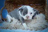  Penelope🐾, a female Frenchton for sale in Fresno, OH – 6 of 10