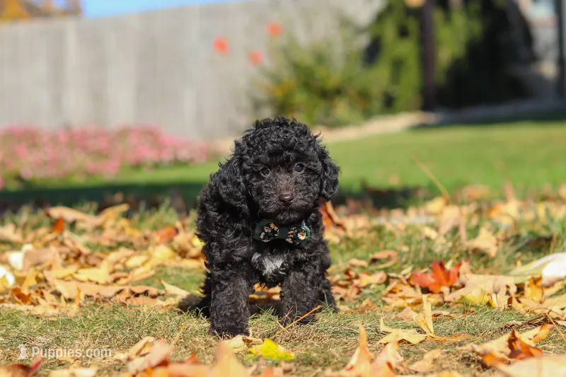 Ringo 🐶 – Poodle - Miniature  puppy for sale in Fresno, OH