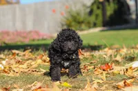 Ringo 🐶, a male Poodle - Miniature  for sale in Fresno, OH – 1 of 7