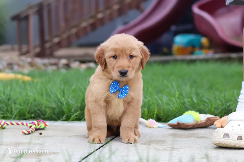 Eclipse – Golden Retriever puppy for sale in Fresno, OH