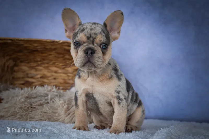 Tinsley💗 – French Bulldog puppy for sale in Fresno, OH