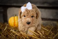 Jenson🐶, a male Poodle - Miniature  for sale in Fresno, OH – 5 of 9