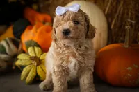 Jenson🐶, a male Poodle - Miniature  for sale in Fresno, OH – 8 of 9