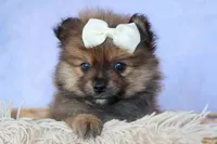 Flynn, a male Pomeranian for sale in Fresno, OH – 7 of 10