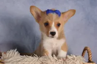  Charlie🐾, a male Pembroke Welsh Corgi for sale in Fresno, OH – 7 of 9