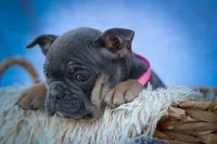 Paris🎀, a female Frenchton for sale in Fresno, OH – 4 of 10