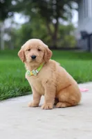 Edison 🐾, a male Golden Retriever for sale in Fresno, OH – 7 of 9