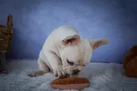 Tansy🎀(two blue eyes), a female French Bulldog for sale in Fresno, OH – 8 of 10