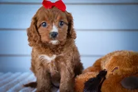 Kristina💗, a female Cavapoo for sale in Fresno, OH – 2 of 9