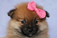 Freya, a female Pomeranian for sale in Fresno, OH – 2 of 10