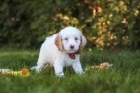  Irving 🐾 , a male Cavapoo for sale in Fresno, OH – 5 of 6