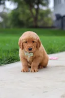 Ezekiel 🐶, a male Golden Retriever for sale in Fresno, OH – 7 of 8