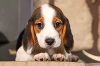 Dottie🎀, a male Beagle for sale in Fresno, OH – 10 of 10
