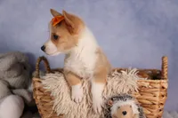  Carter🐶, a male Pembroke Welsh Corgi for sale in Fresno, OH – 6 of 9