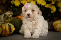  Jett 🦴, a male Poodle - Miniature  for sale in Fresno, OH – 4 of 10
