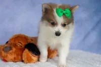 Ernie🐾, a male Pomeranian for sale in Fresno, OH – 6 of 8