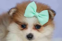 Frankie 🐶, a male Pomeranian for sale in Fresno, OH – 6 of 9
