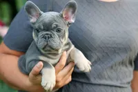  Mateo🐾🐶, a male French Bulldog for sale in Fresno, OH – 3 of 8