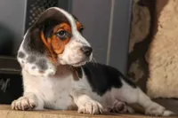 Dustin🐶, a male Beagle for sale in Fresno, OH – 2 of 9