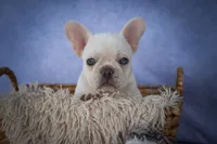 Tulip✨(two blue eyes), a female French Bulldog for sale in Fresno, OH – 8 of 9
