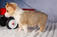  Carter🐶, a male Pembroke Welsh Corgi for sale in Fresno, OH – 3 of 9