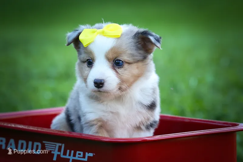 Gabby🎀 – Miniature Aussiedoodle puppy for sale in Fresno, OH