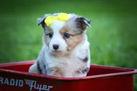Gabby🎀, a female Miniature Aussiedoodle for sale in Fresno, OH – 1 of 10