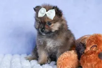 Flynn, a male Pomeranian for sale in Fresno, OH – 9 of 10