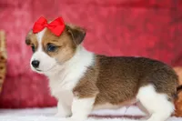 Arlo💙, a male Pembroke Welsh Corgi for sale in Fresno, OH – 7 of 9