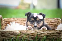 Goldie Mae🎀, a female Miniature Aussiedoodle for sale in Fresno, OH – 6 of 10