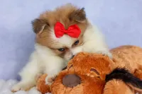 Eric🐾, a male Pomeranian for sale in Fresno, OH – 6 of 10
