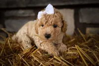 Jenson🐶, a male Poodle - Miniature  for sale in Fresno, OH – 2 of 9