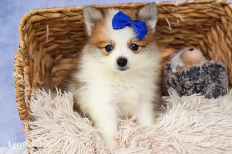 Evan🐶 – Pomeranian puppy for sale in Fresno, OH