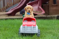 Eclipse, a male Golden Retriever for sale in Fresno, OH – 3 of 9